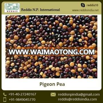 A Grade Top Quality Green Pigeon Peas at Low Market Price