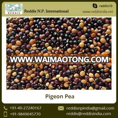 A Grade Top Quality Green Pigeon Peas at Low Market Price