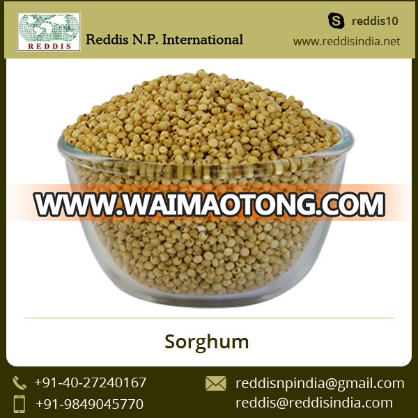 Good Quality and Natural White and Red Sorghum