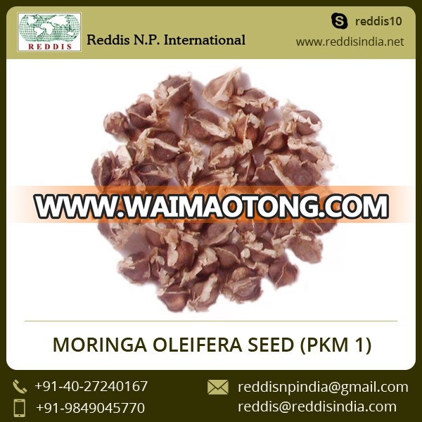 Food Grade Plant Extract Moringa Seeds Prices